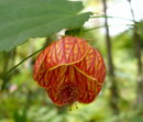 Malvales,گاوپنبه‌ای
